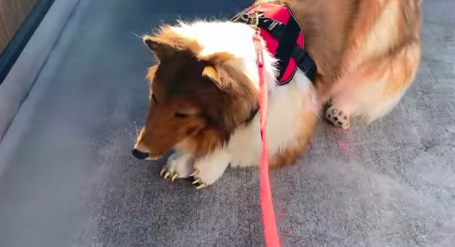 Japon : après avoir dépensé 14 000 euros pour devenir un chien, il